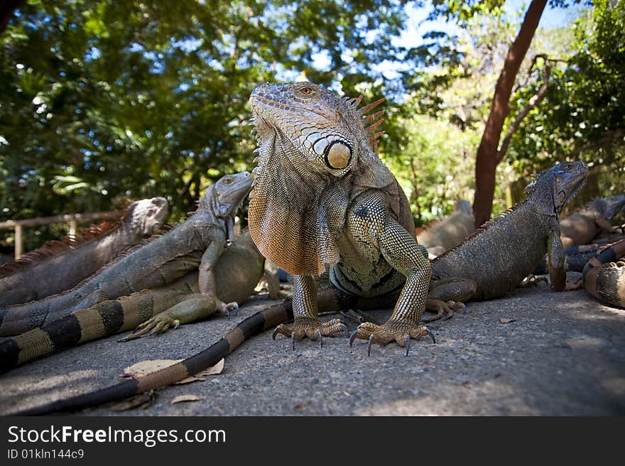 Male Iguana standing watch over group of females. Male Iguana standing watch over group of females.