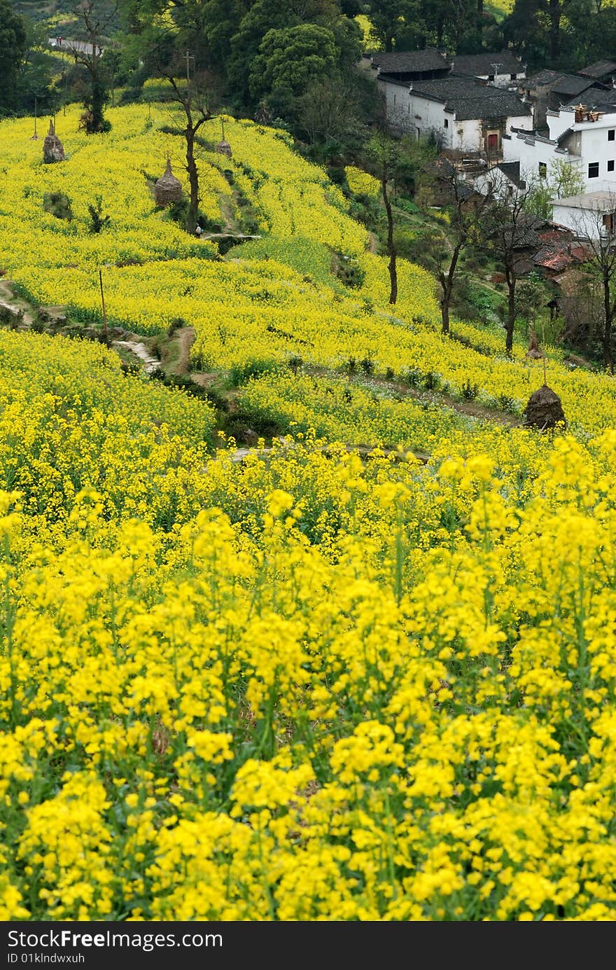 Scenic rape flower in summer.