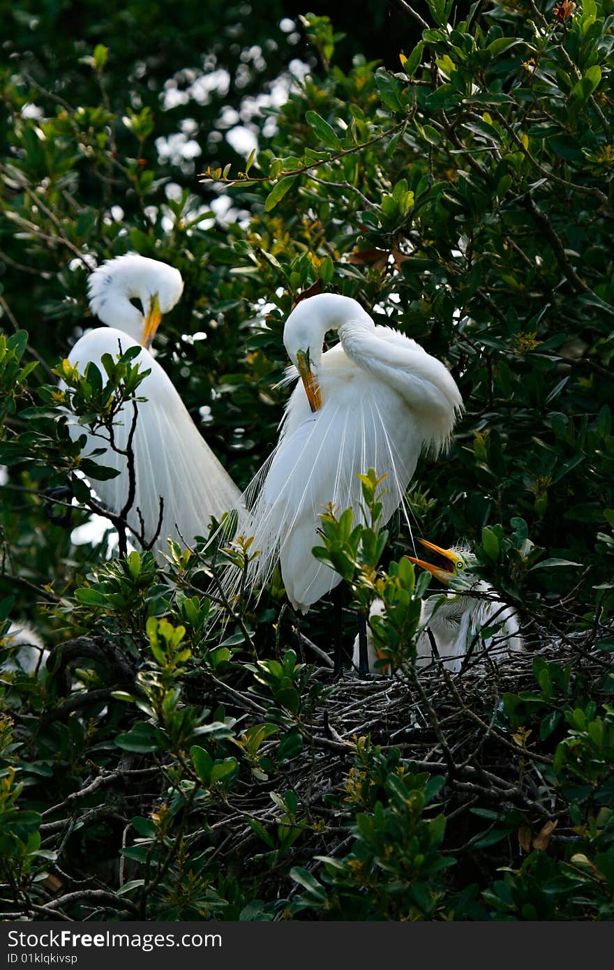 White Egret