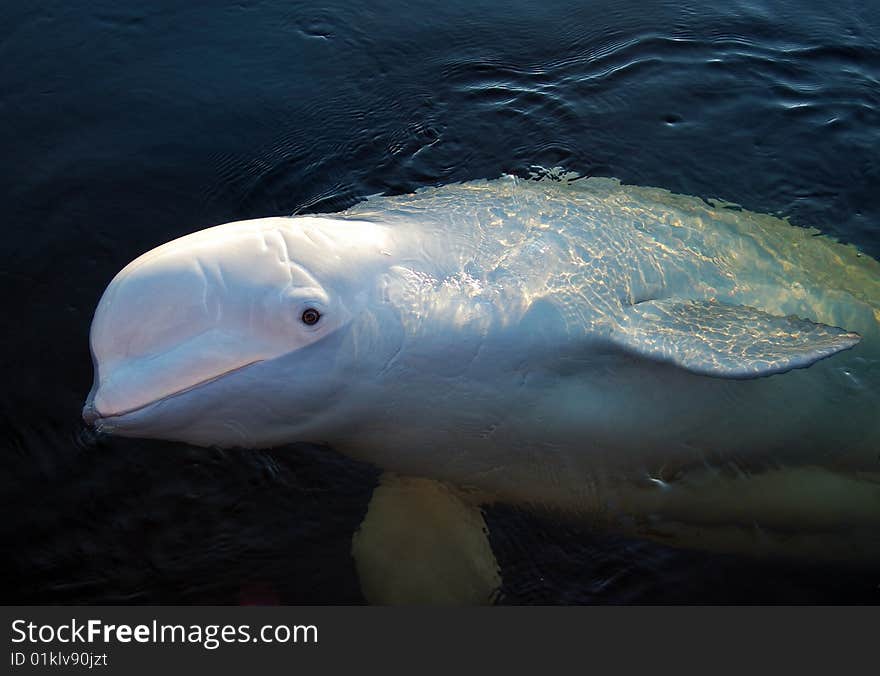 White polar whale