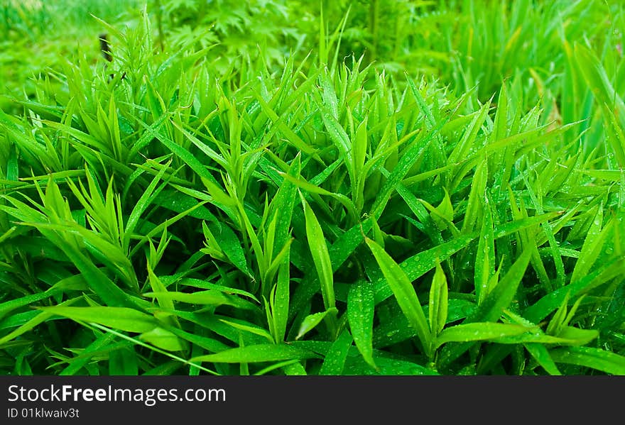 Close up of green grass