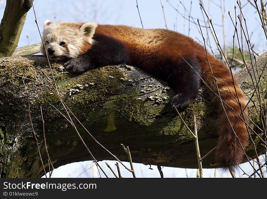 Red little panda