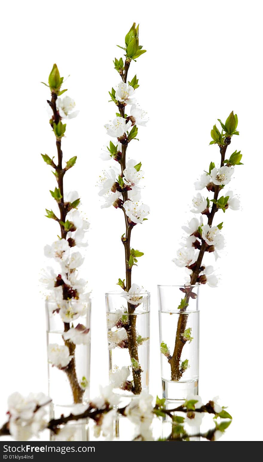 vases with three blossoming apricot branches. vases with three blossoming apricot branches