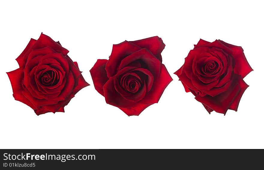 Red roses towards white background