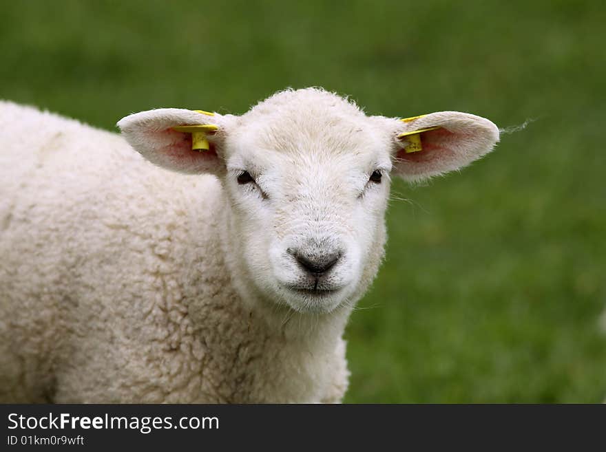 Farm animals: Cute lamb looking at you