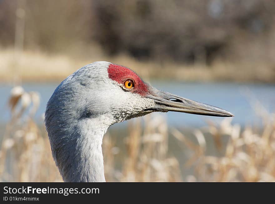 Sandhill Crane on the lake