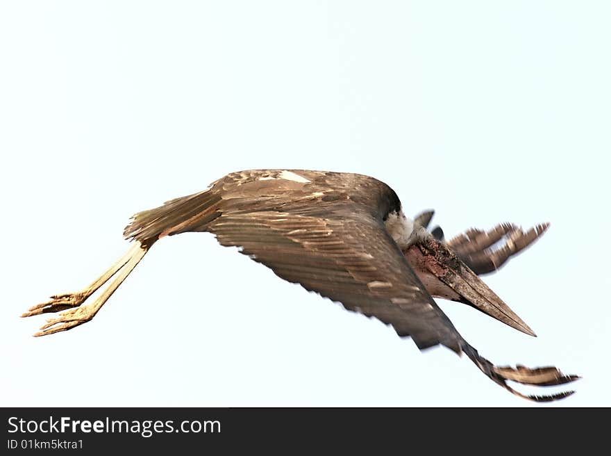 Marabou stork  (Leptoptilos crumeniferus) in flight at  Nakuru Lake National Park, Kenya