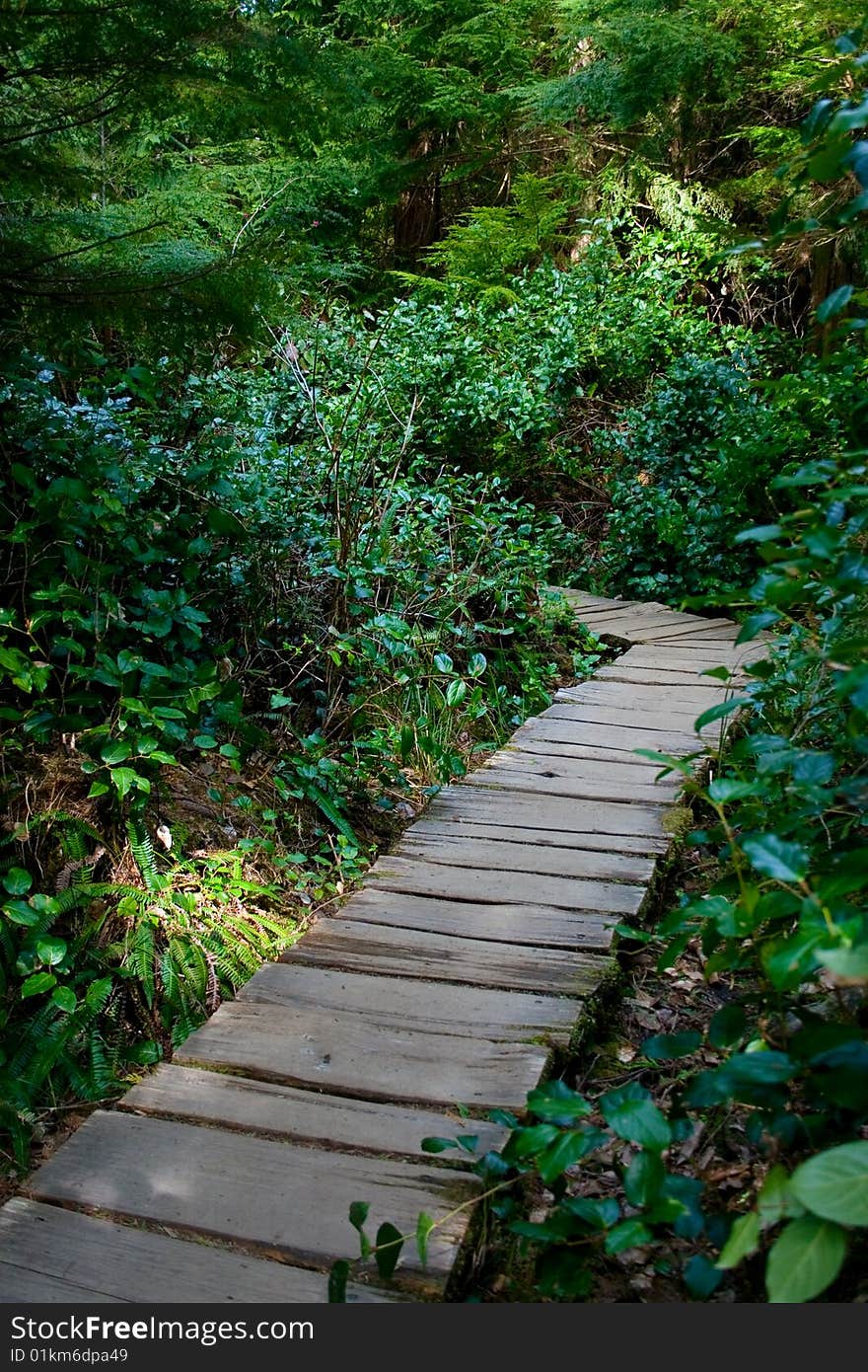 A boardwalk through the northwest rainforest leading to Cape Flattery, Washington, the northwestern-most point in the continental U.S. A boardwalk through the northwest rainforest leading to Cape Flattery, Washington, the northwestern-most point in the continental U.S.