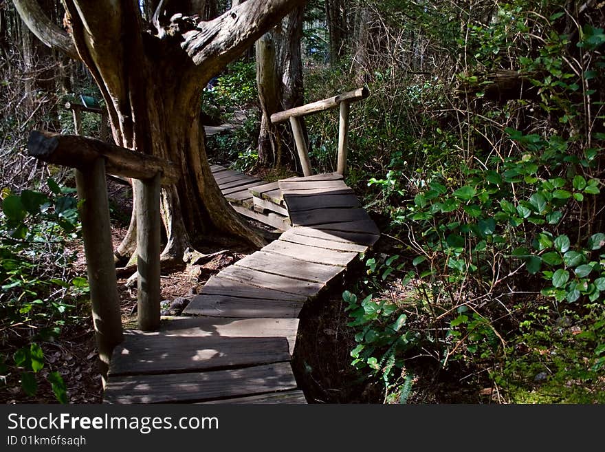 A boardwalk through the northwest rainforest leading to Cape Flattery, Washington, the northwestern-most point in the continental U.S. A boardwalk through the northwest rainforest leading to Cape Flattery, Washington, the northwestern-most point in the continental U.S.