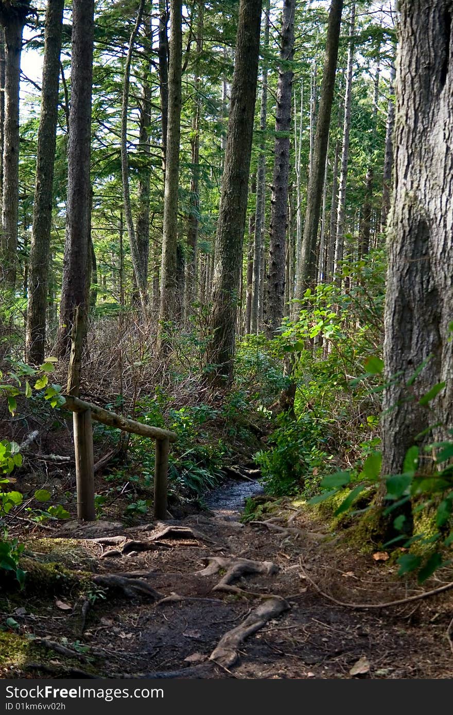 A pathway through the northwest rainforest leading to Cape Flattery, Washington, the northwestern-most point in the continental U.S. A pathway through the northwest rainforest leading to Cape Flattery, Washington, the northwestern-most point in the continental U.S.