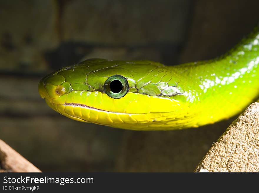 Red Tailed Racer (Gonyosoma oxycephala) - detail of head