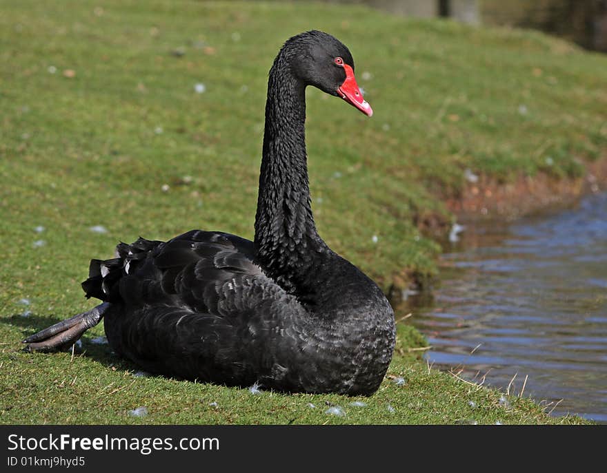 Swan Bird Animal