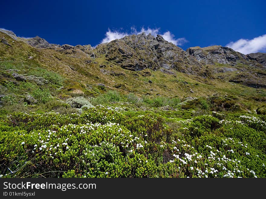 Mountain Meadow