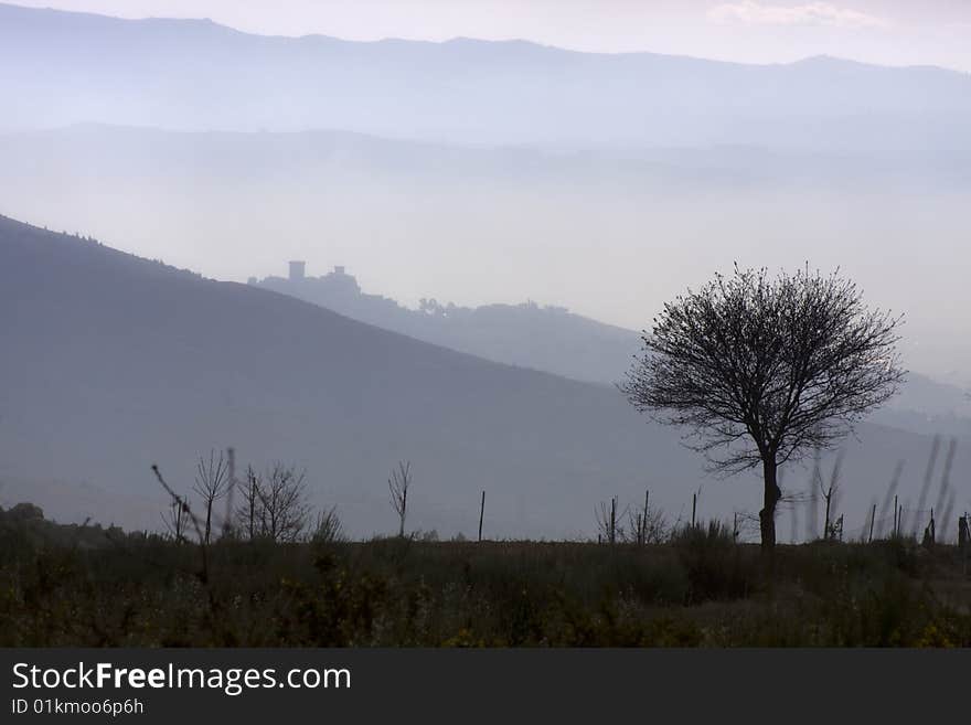 Solitary tree