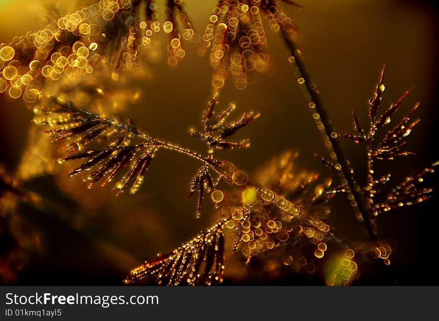 Patches of light on a grass