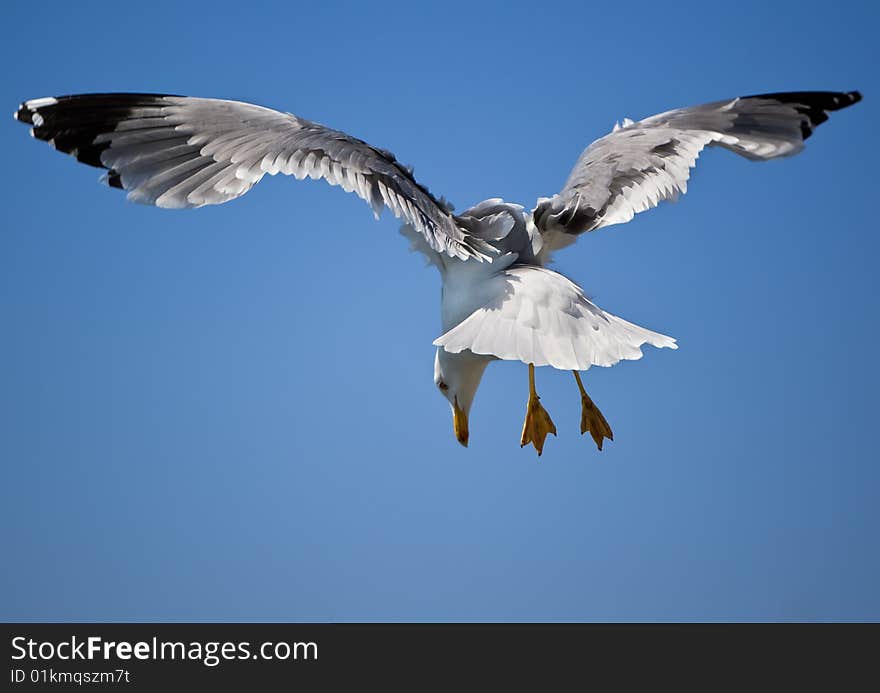 Flight of gull, seagull, in sky. Flight of gull, seagull, in sky