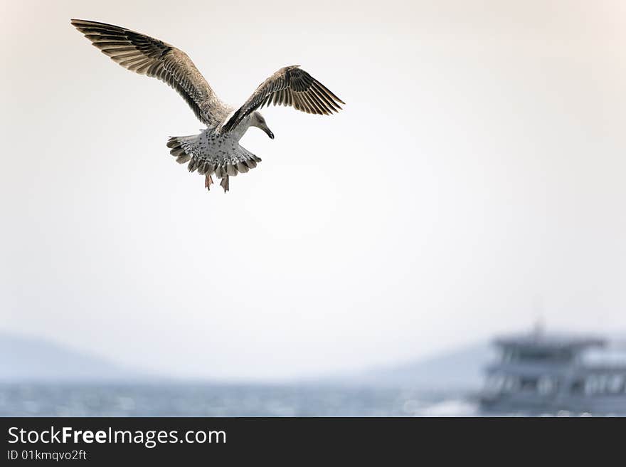 Gull flying over the ocean Istanbul, Marmara Sea. Gull flying over the ocean Istanbul, Marmara Sea