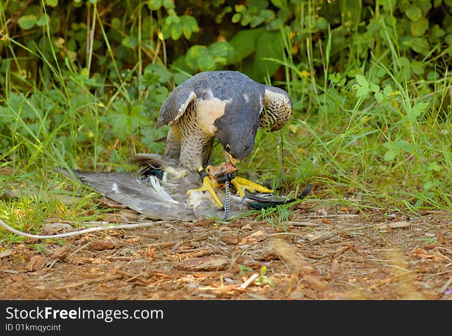 Peregrine Falcon with its prey on the lawn in summer day