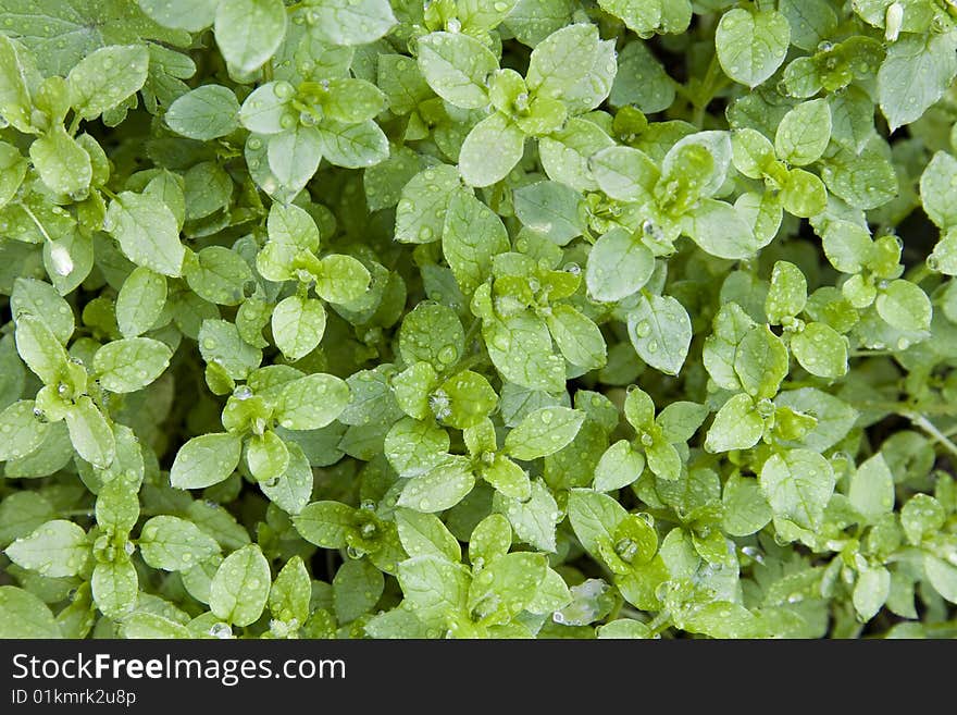 Fund multiple tiny greens and fresh herbs. Fund multiple tiny greens and fresh herbs