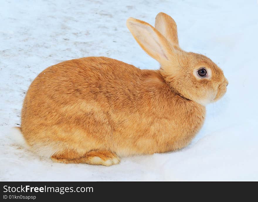 Pretty rabbit sit on snow. Pretty rabbit sit on snow