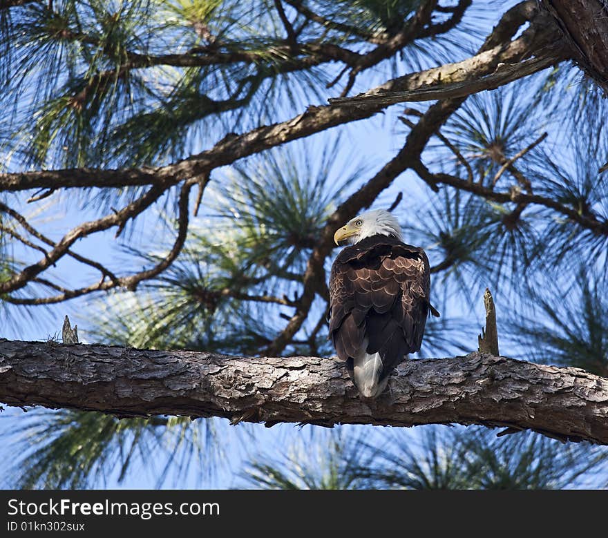 Bald Eagle