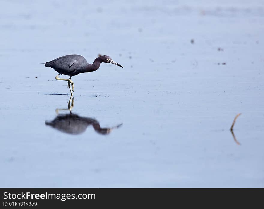 Little Blue Heron