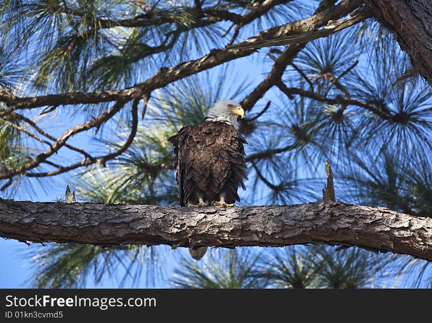 Bald Eagle