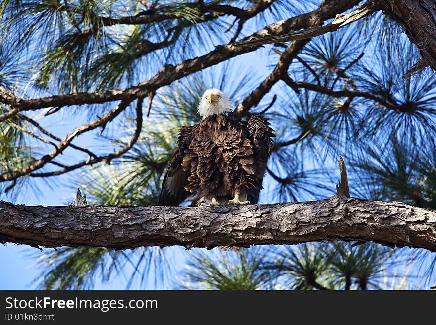 Bald Eagle