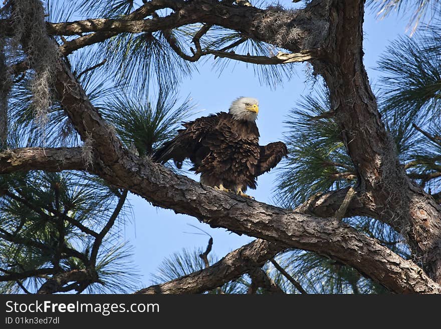 Bald Eagle