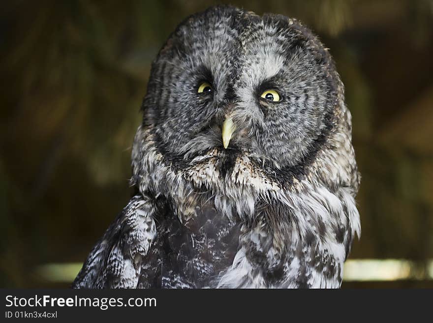 Great Gray Owl