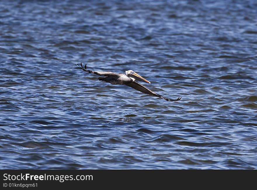 Brown Pelican