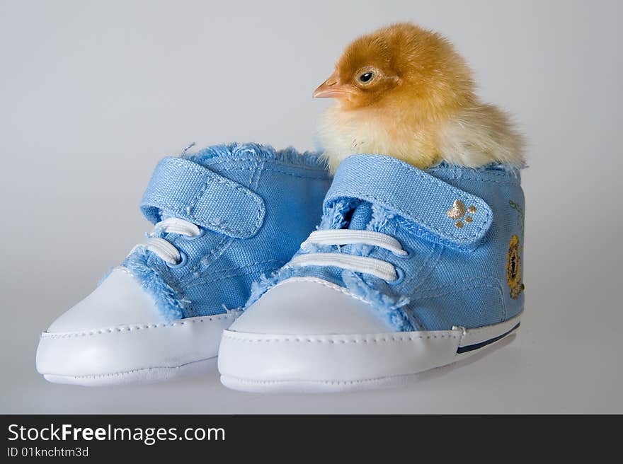 Chicken sitting in the shoe