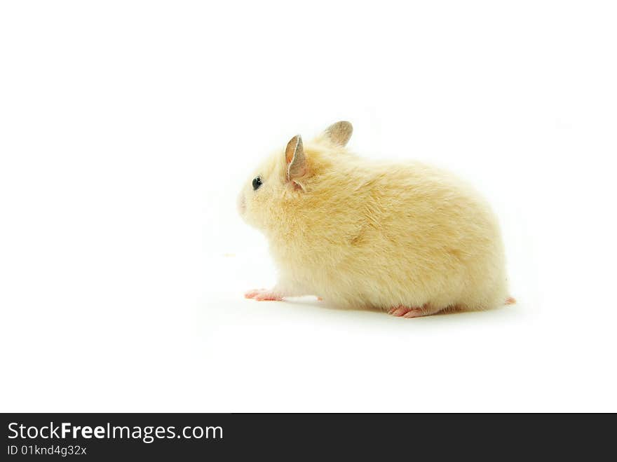 Hamster