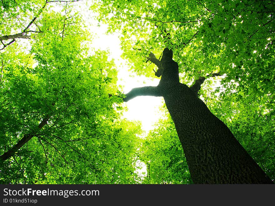 Green leaves background in sunny day