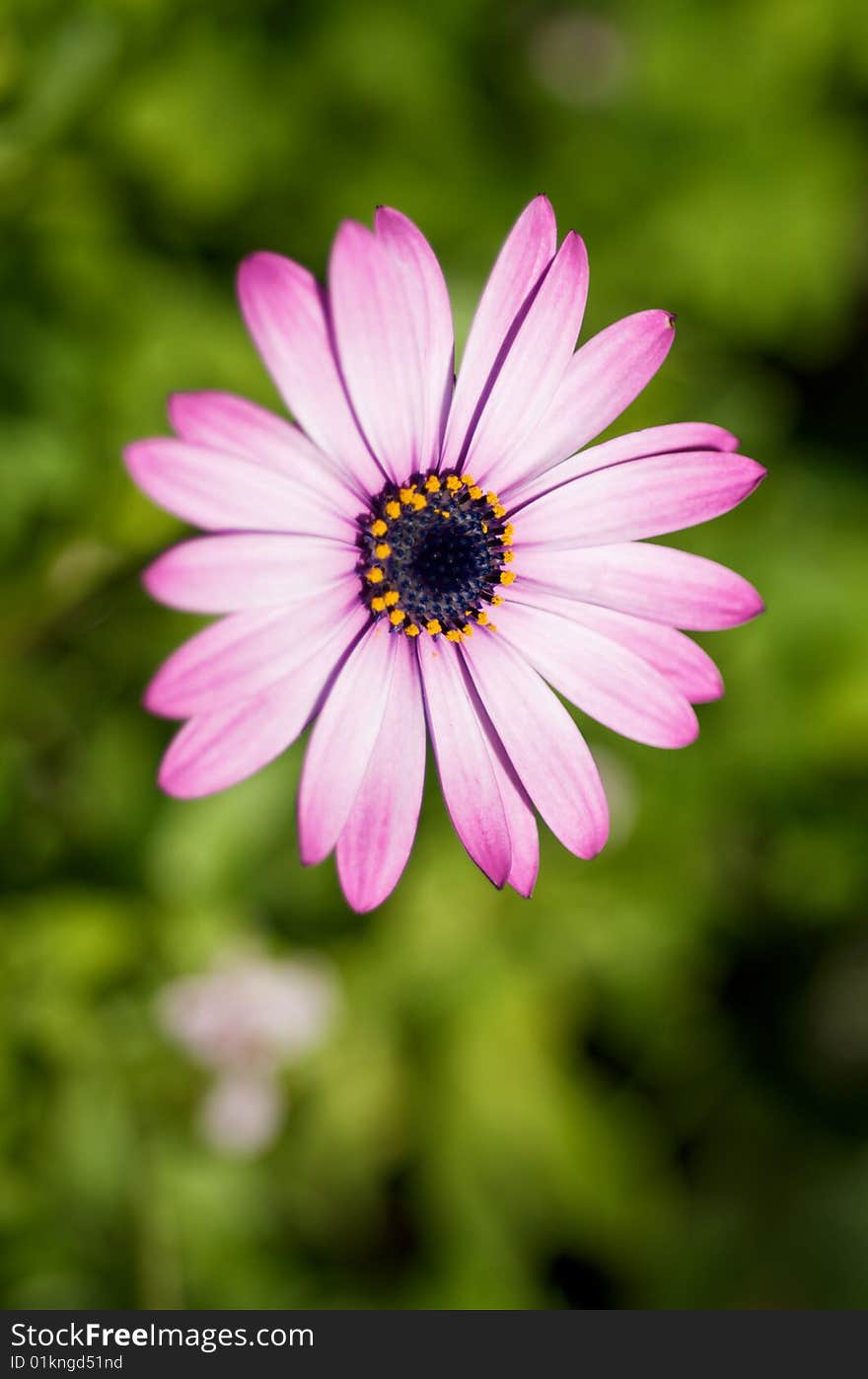 White pink flower isolated in he nature. White pink flower isolated in he nature