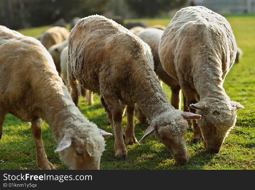 Fresh grass (A new Spring) What emphasizes spring more than these lambs in the field