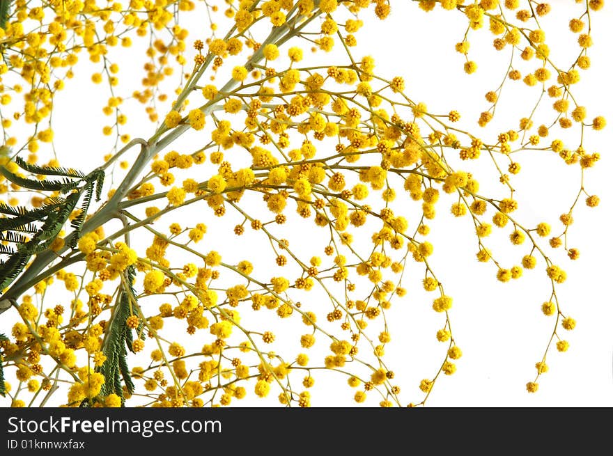 Yellow mimosa branch in bloom against white