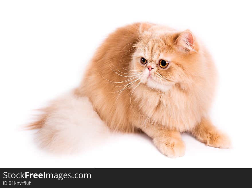 Portrait of a persian cat on a white background. Studio shot.