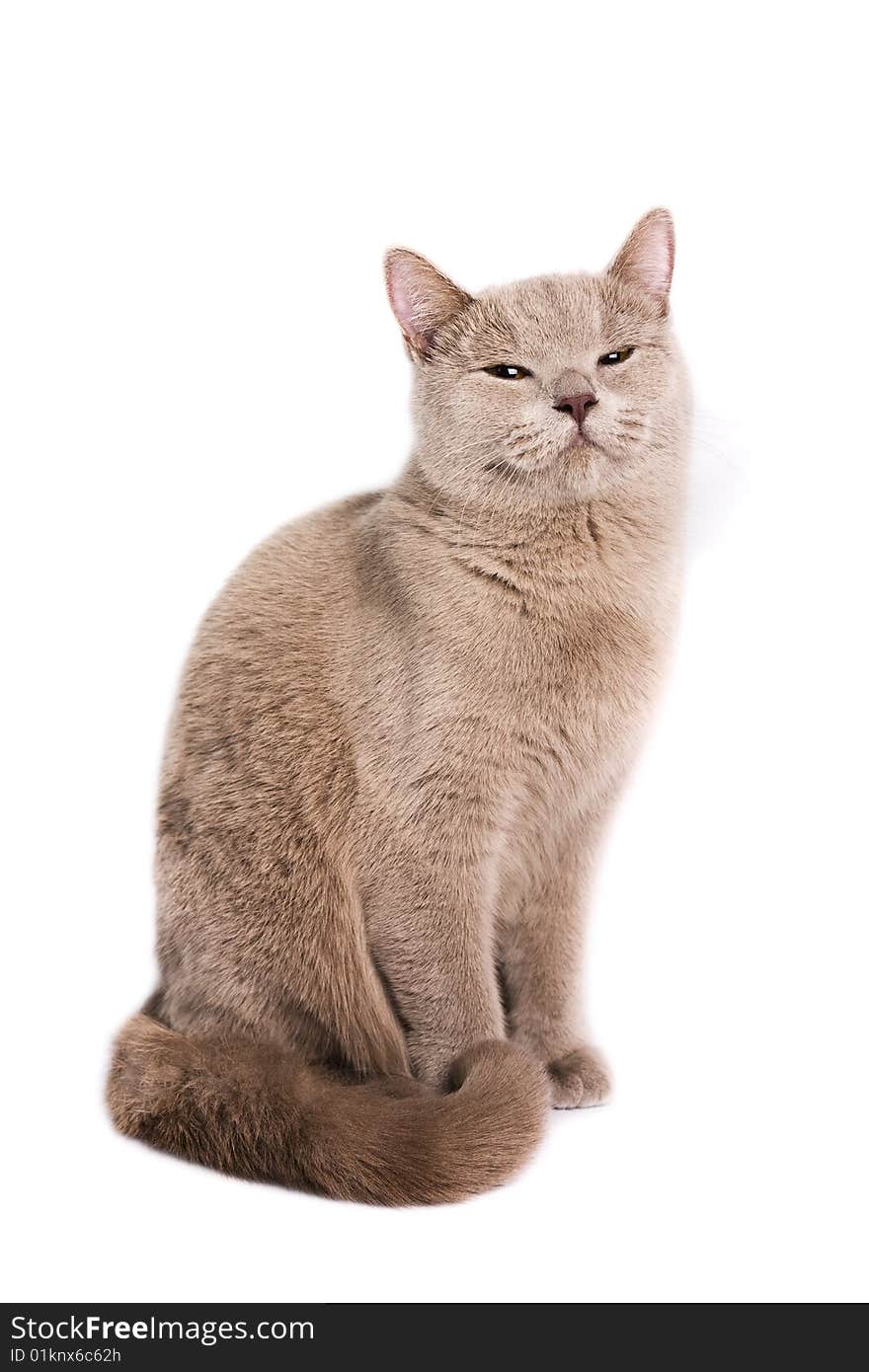 British Shorthaired Cat