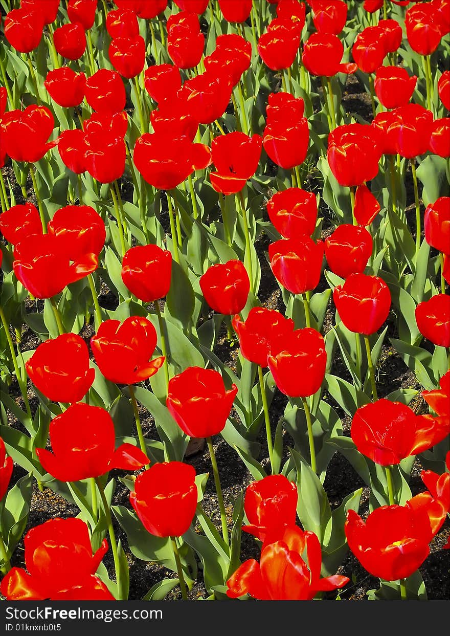 Red tulips in the sun