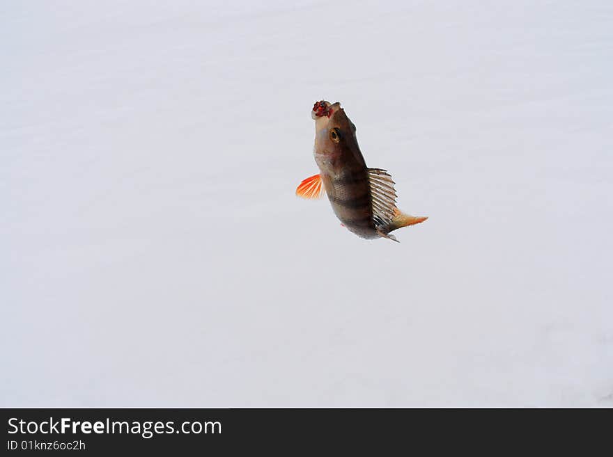 Russia. A perch is caught on the winter fishing. Russia. A perch is caught on the winter fishing