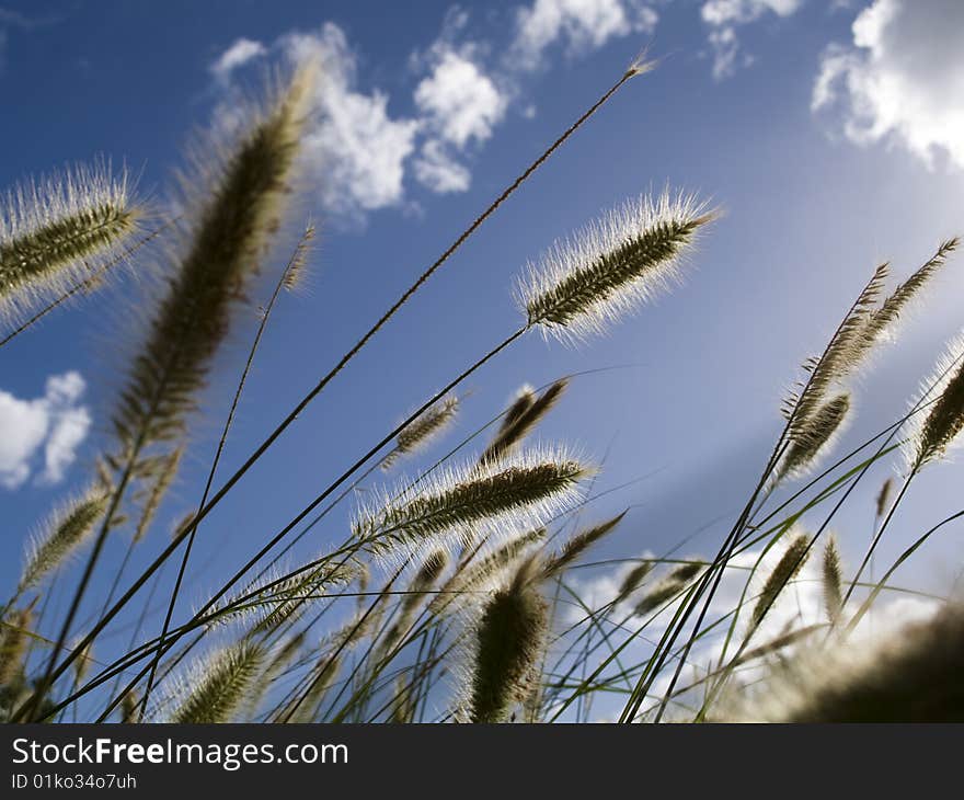 Long grasses in a field swaying in the wind with blue sky background. Long grasses in a field swaying in the wind with blue sky background