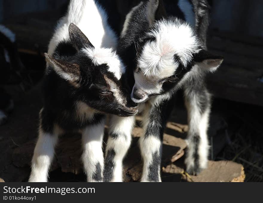 Two little goats to be affectionate towards each other. Two little goats to be affectionate towards each other.