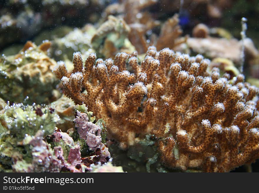 Different coral in the sea