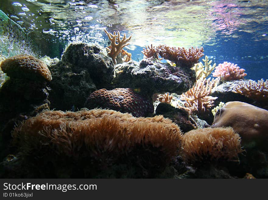 Different coral in the sea