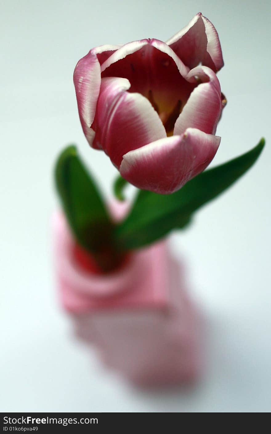 Pink tulip