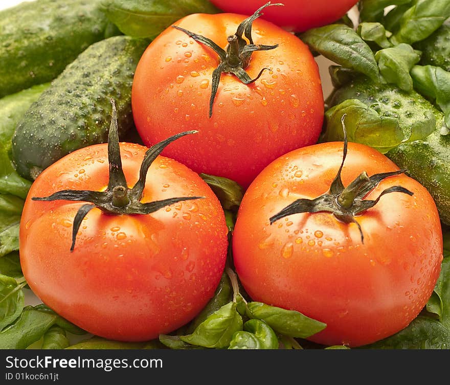 Ripe tomatoes, close-up. As against the backdrop of basil leaves and cucumber. Tomatoes, small water droplets. Ripe tomatoes, close-up. As against the backdrop of basil leaves and cucumber. Tomatoes, small water droplets.