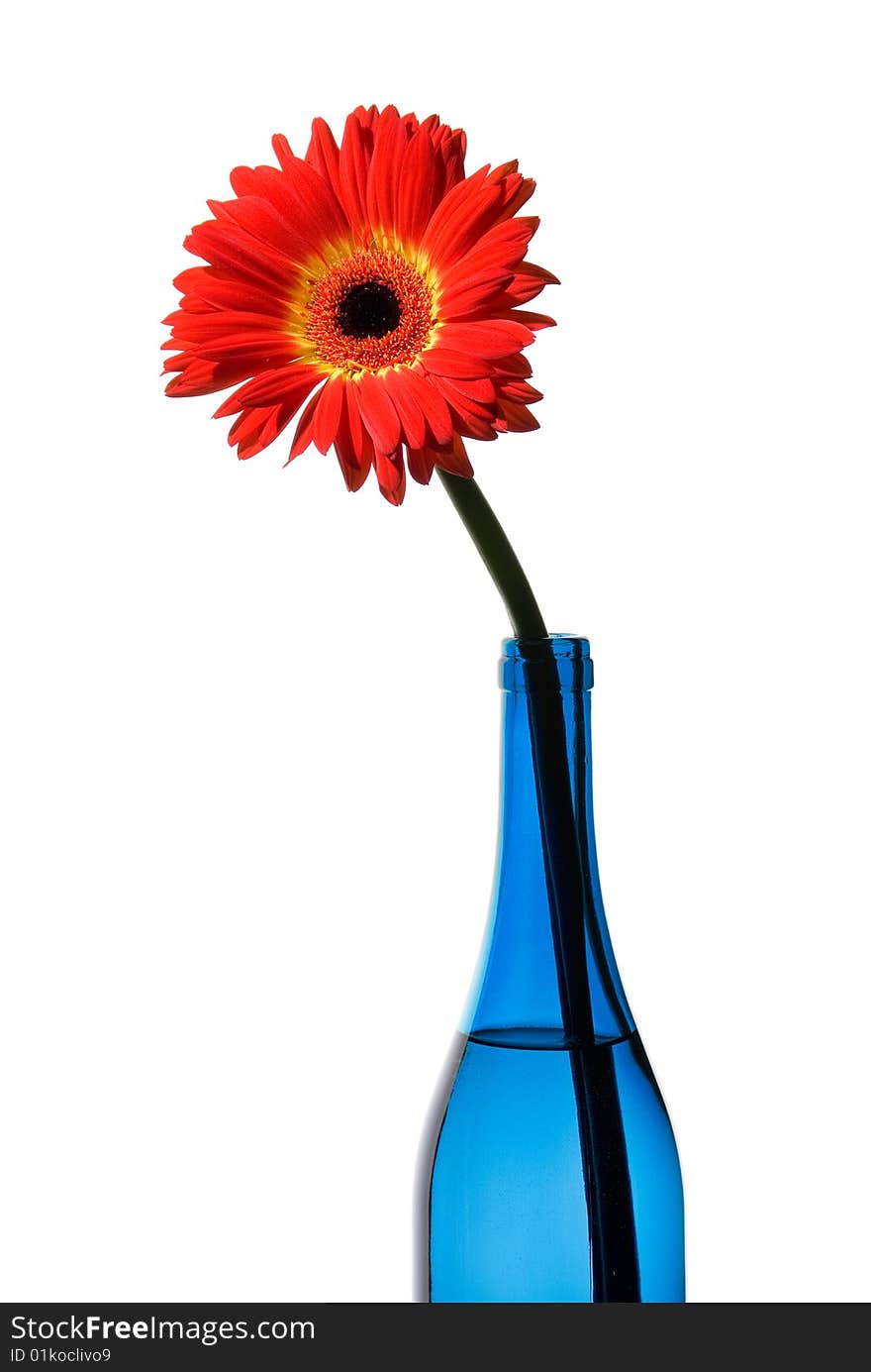 Red bright flower in blue bottle isolated on white. Red bright flower in blue bottle isolated on white