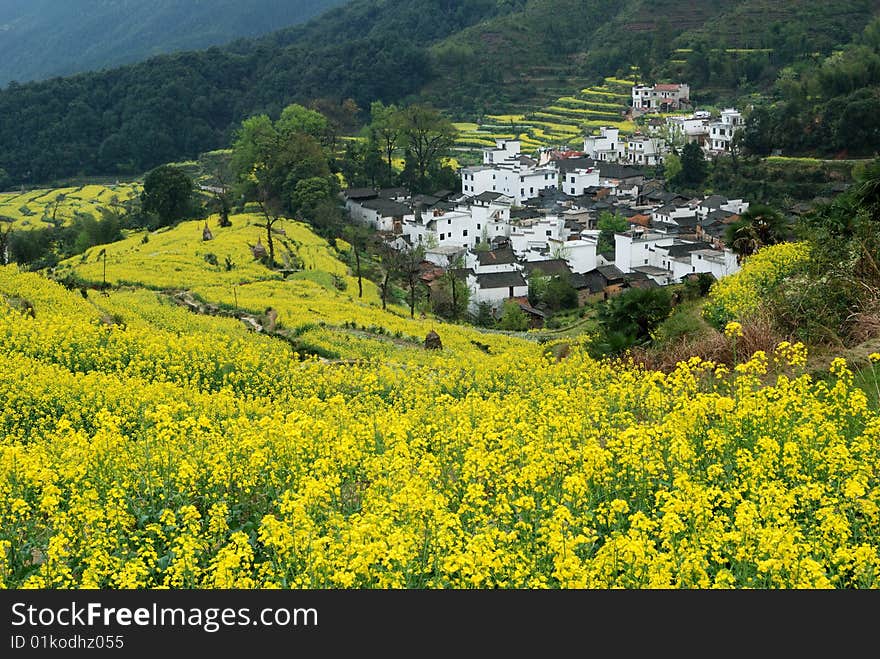 Scenic rape flower in summer.