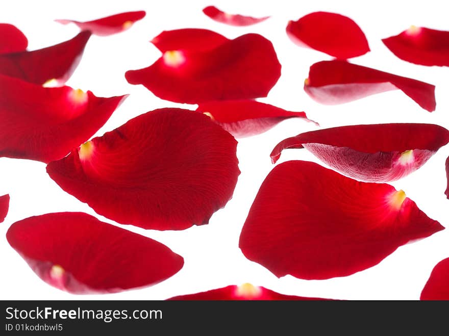 Many red rose petals isolated on white background